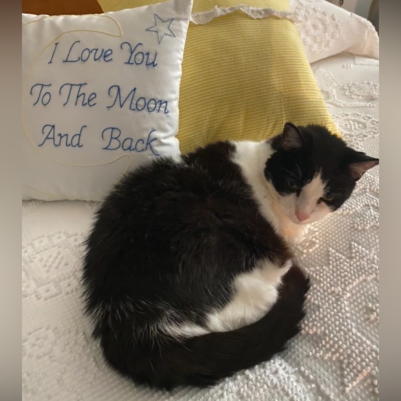 Meet your Posher, Victoria - Picture 2 of 3